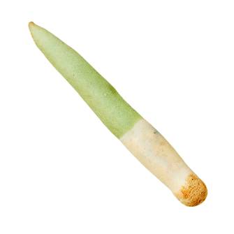 대파빵
