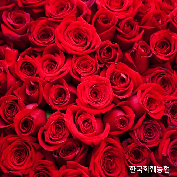 장미 1단