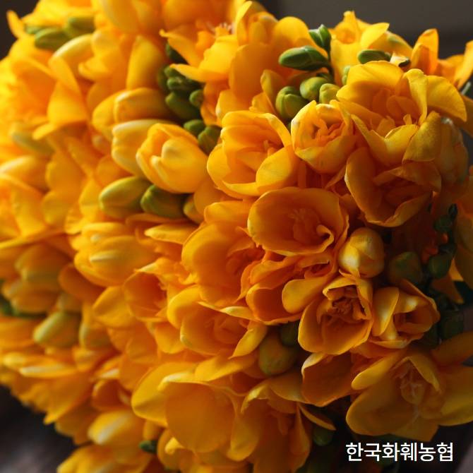 프리지아 1단