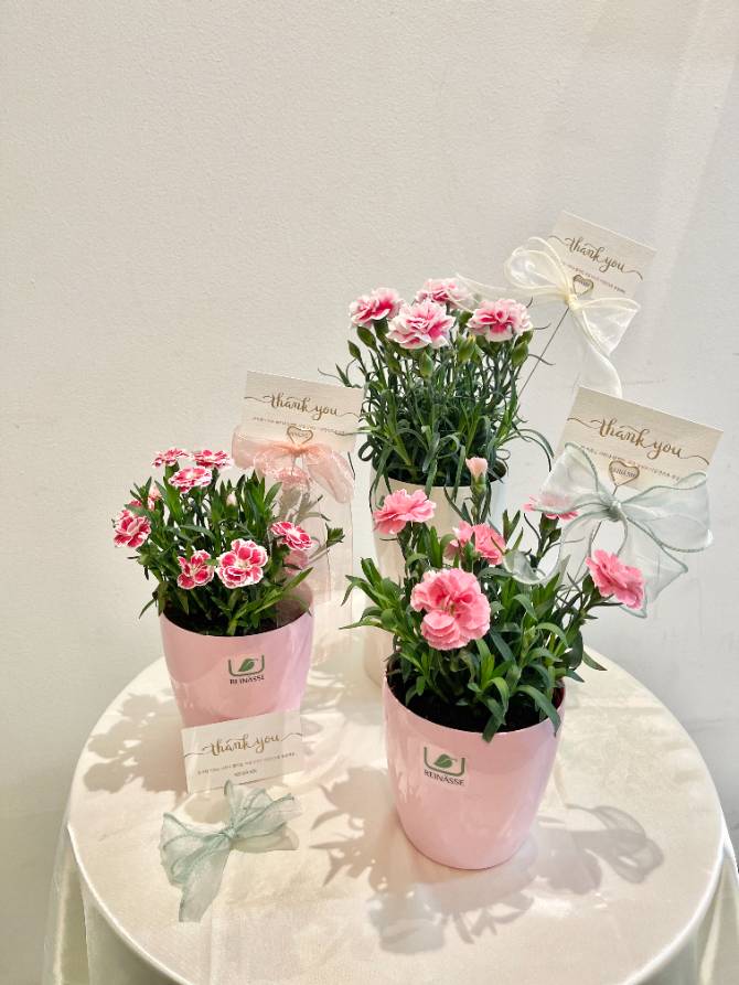 🌸카네이션 화분🌼