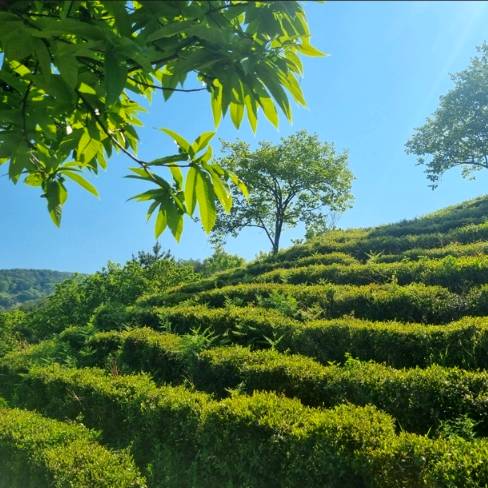 [5/19 외부] 천년의 역사와 자연이 담긴 하동 차문화 체험